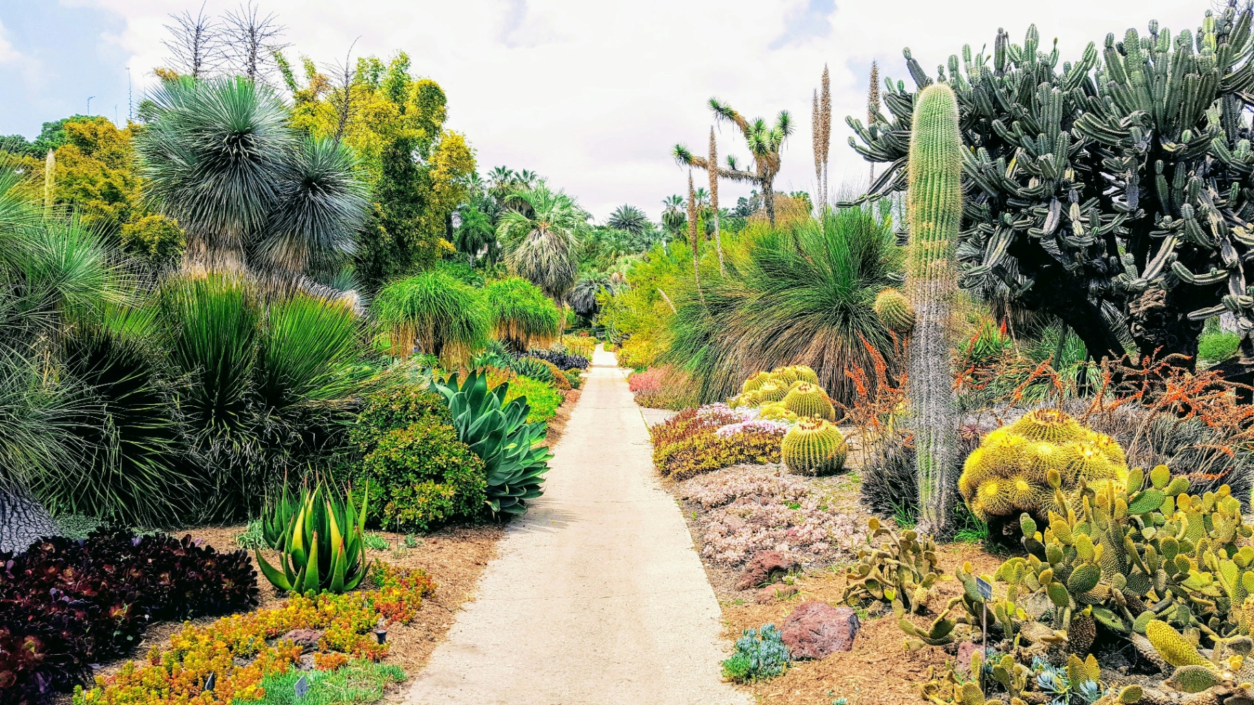 Desert Oasis