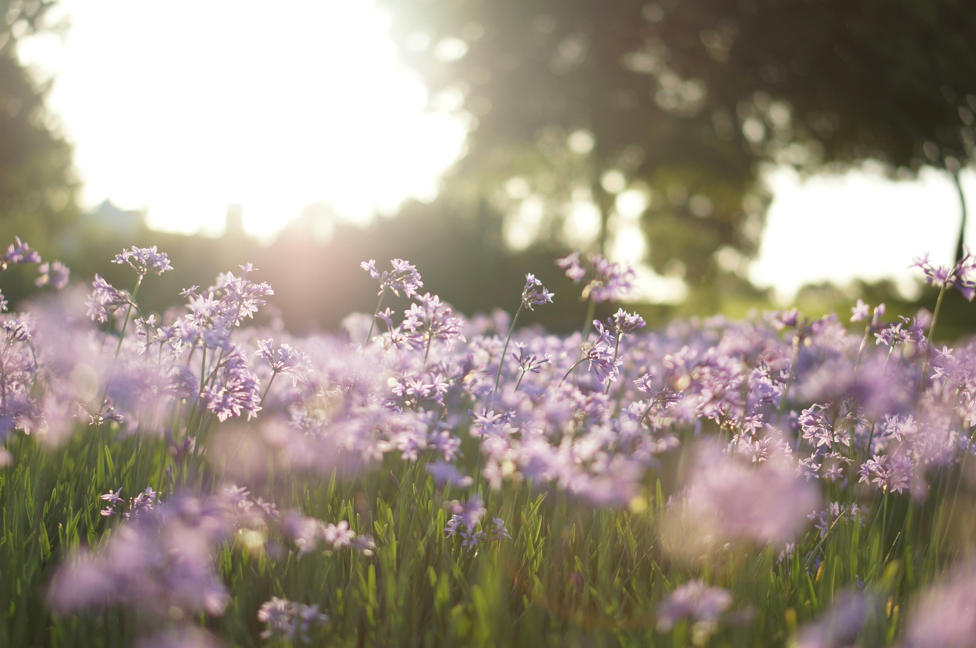 Wild Meadow Garden