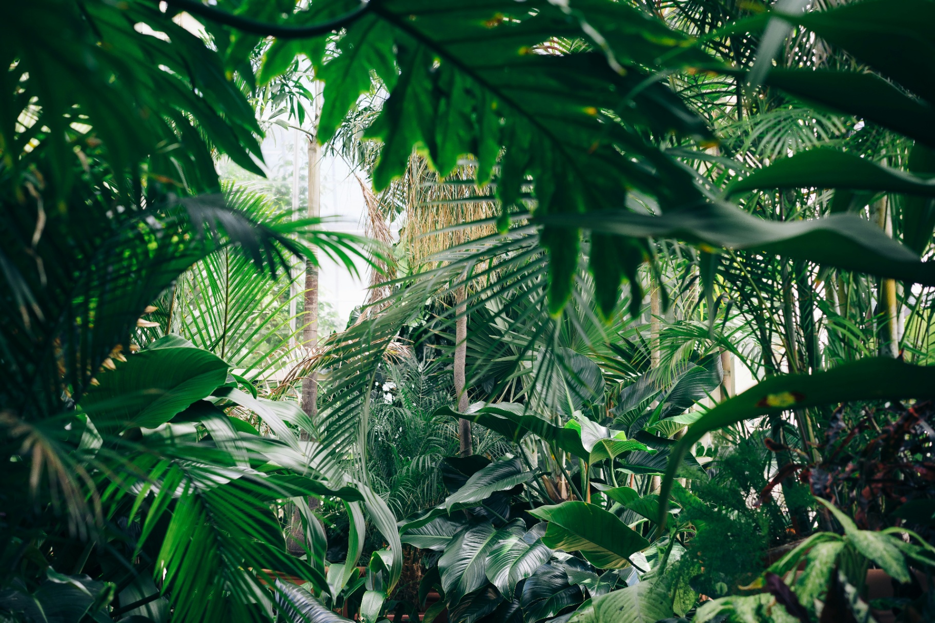 Tropical Paradise